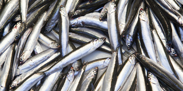 sardinas-intral