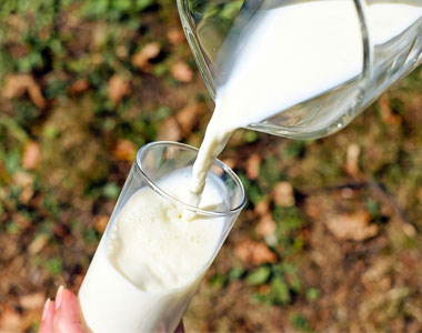 Fibras de plástico en leche desnatada en polvo