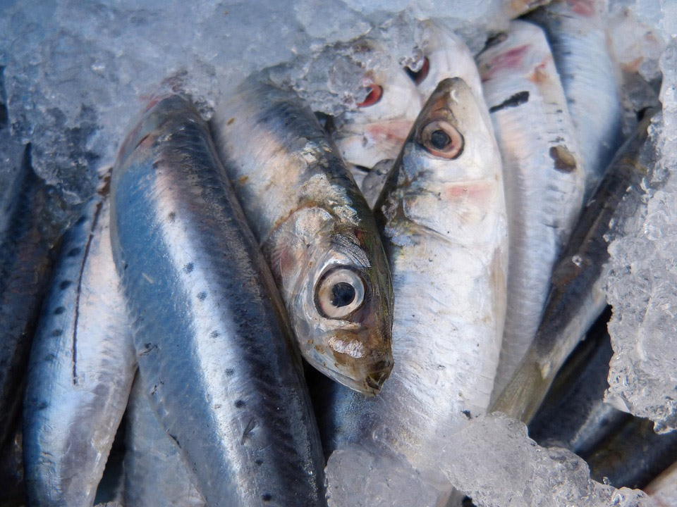 Sulfitos sin declarar en una marca de sardinas